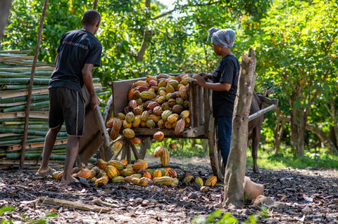 Canonica Cocoa Plantations